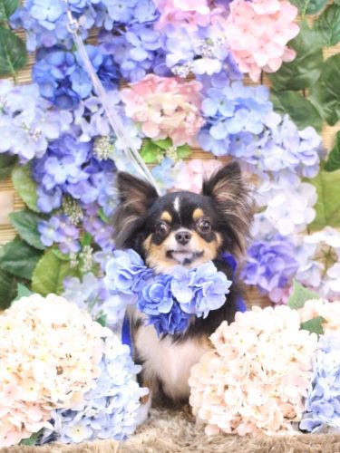 20250619天ちゃん